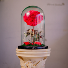 ROSA ETERNA
